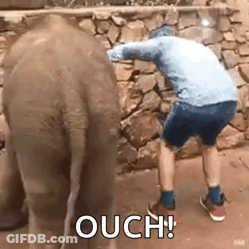 Man Standing Next To Elephant Saying Ouch GIF