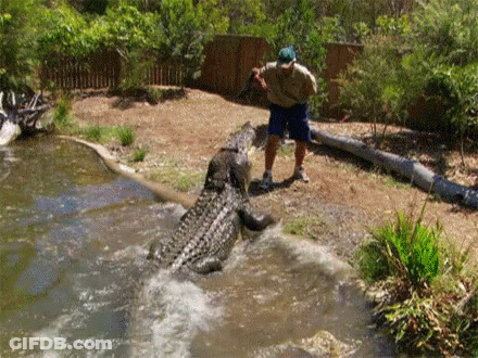 Man Standing Next To Large Crocodile In Pond GIF