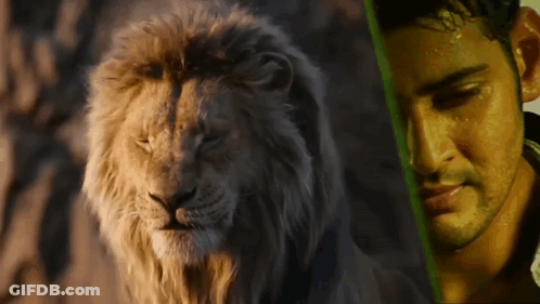 Man Standing Next To Lion GIF
