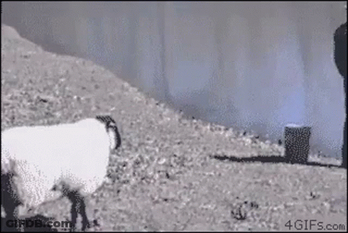 Man Standing Next To Sheep With Flame Bucket GIF