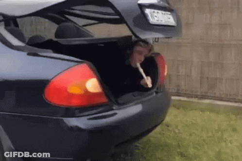Man Sticking Head Out Of Car Back GIF