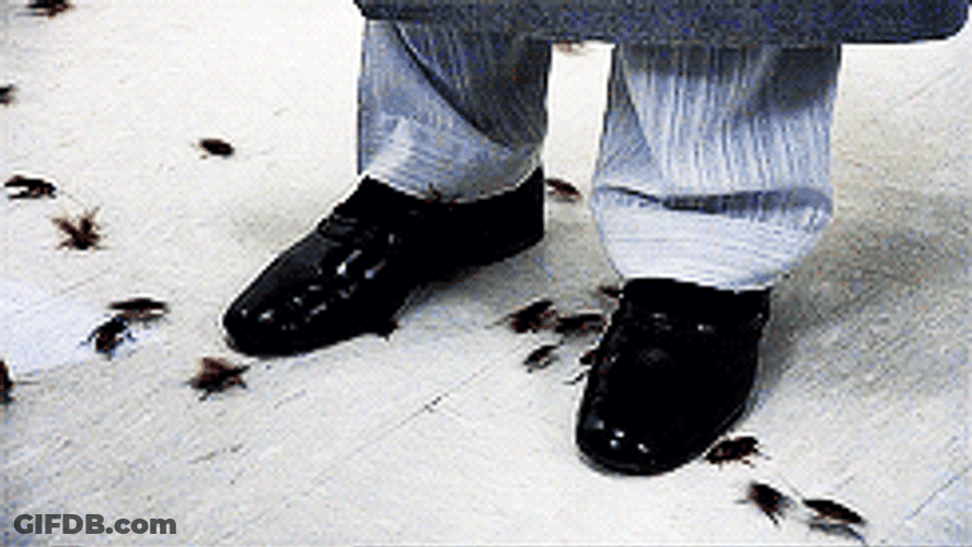 Man Stomping Cockroaches GIF