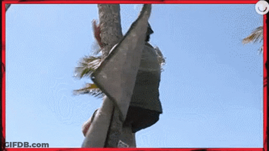 Man Struggle Climbing The Coconut Tree GIF