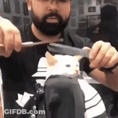 Man Sunglasses Somebody Got A Haircut Shirt Fence GIF