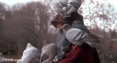 Man Surrounded By Pigeons On Head GIF