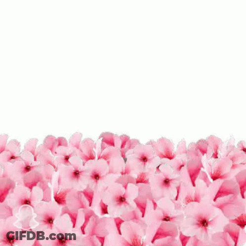 Man Surrounded By Pink Flowers Saying New York Giants GIF