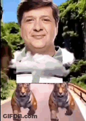 Man Surrounded By Two Tigers GIF