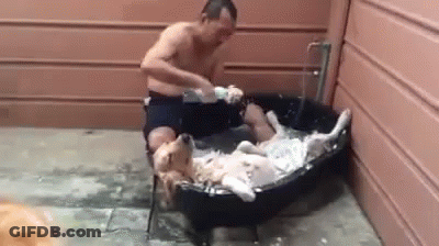 Man Taking Bath With Dog In Tub GIF