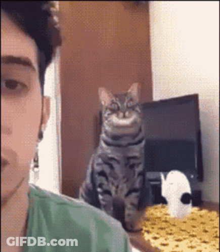 Man Taking Selfie With Cat GIF