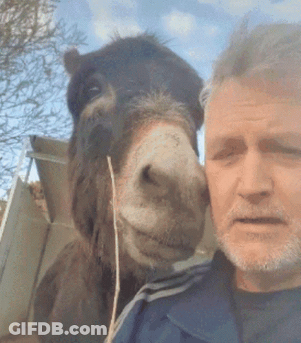 Man Taking Selfie With Donkey GIF
