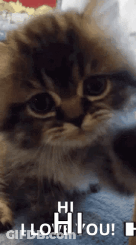 Man Talking Into Microphone Saying This Is What I'm Talking About GIF