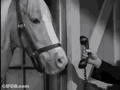 Man Talking On Phone With Horse GIF
