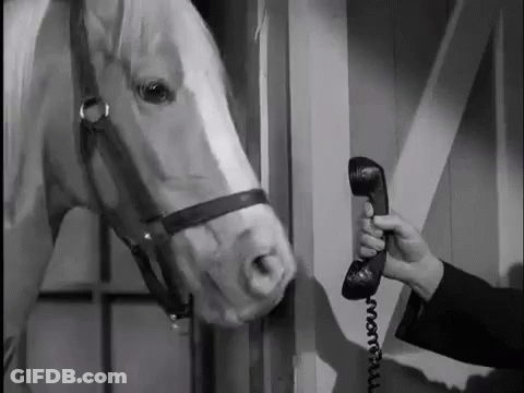 Man Talking On Phone With Horse GIF