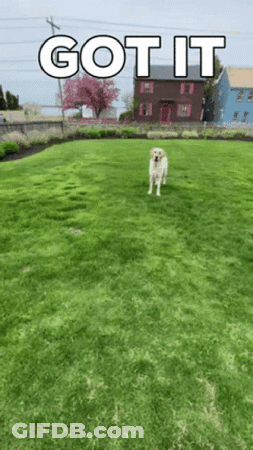 Man Throwing Frisbee On Dog Got It GIF