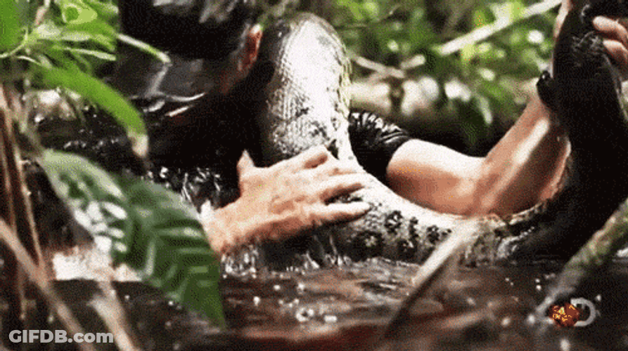 Man To Be Eaten Alive By Anaconda GIF