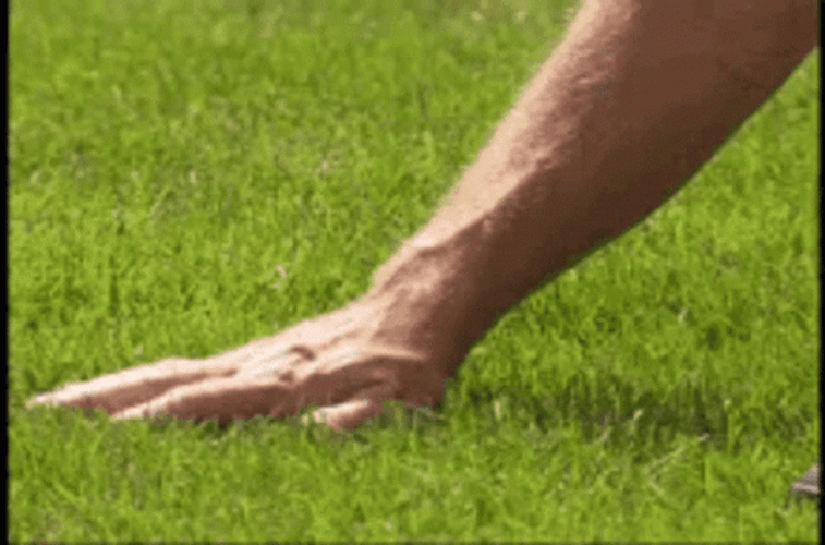 Man Touching Grass GIF
