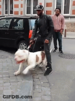 Man Walking Dog In NYC Hat GIF