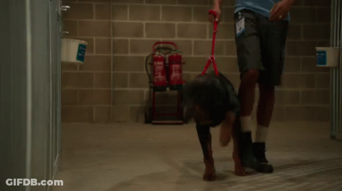 Man Walking Dog On Leash In Brick Building GIF