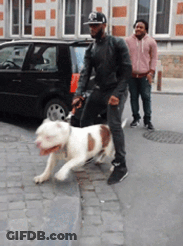 Man Walking Dog With Black Car GIF