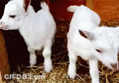 Man Walking Three Goats In Grass GIF