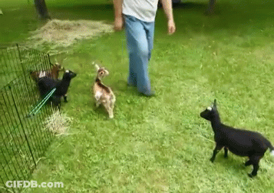 Man Walking Three Goats GIF