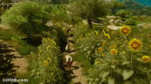 Man Walking Through Sunflower Field GIF