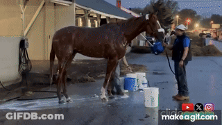 Man Washing Horse With Hose GIF