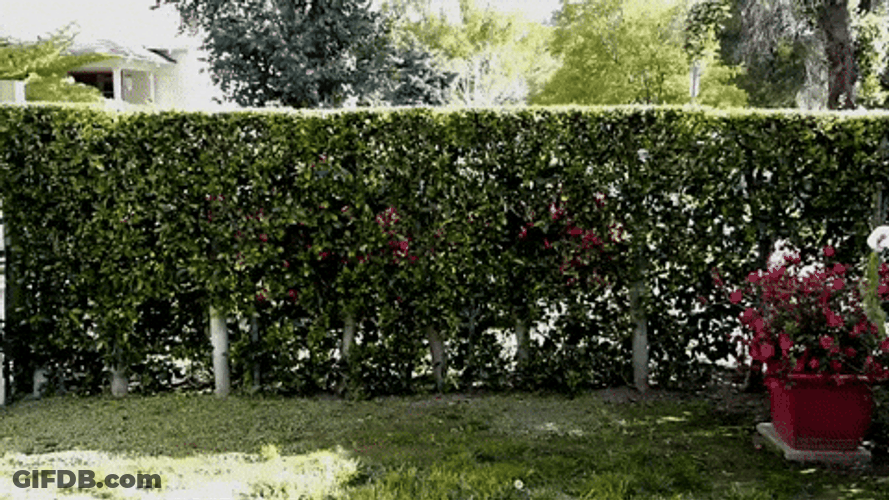 Man Wearing Bunny Costume Hopping GIF