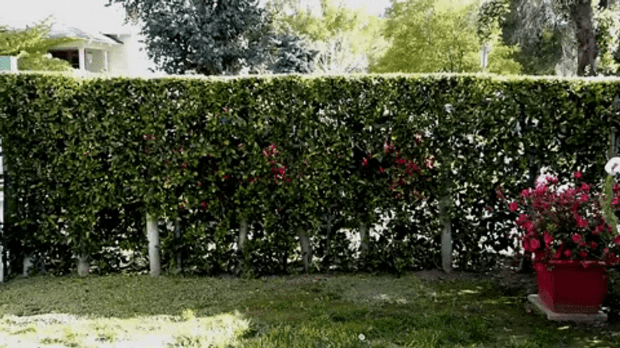 Man Wearing Easter Bunny Suit Jumping GIF