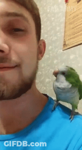 Man With Beard And Green Parrot On Shoulder GIF