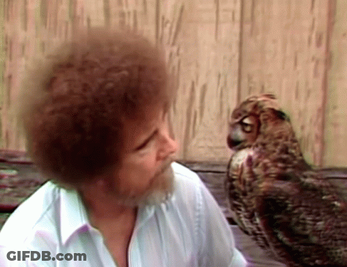 Man With Beard Looking At Owl GIF
