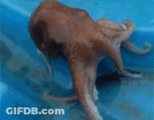 Man With Beard Wearing Sunglasses GIF