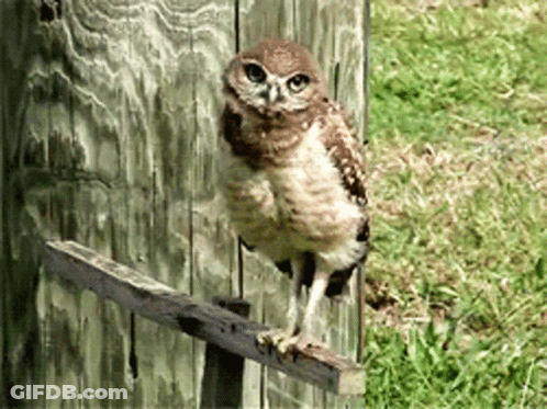 Man With Bow And Arrow GIF