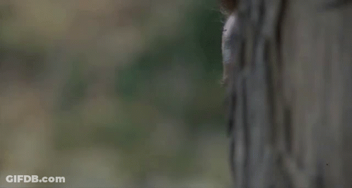 Man With Camouflage Face Paint Peeking From Behind Tree GIF