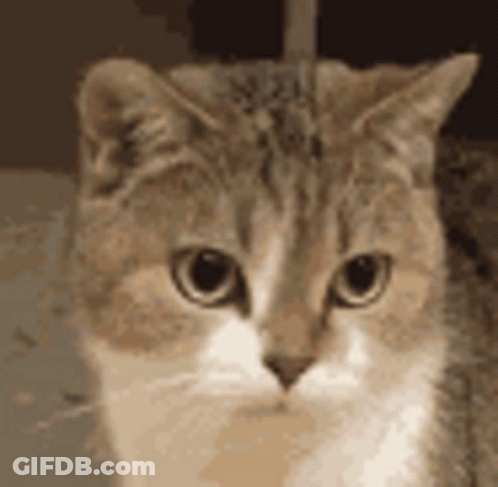 Man With Cat Saying He Is Angry GIF