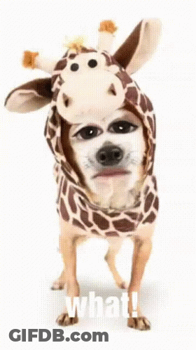 Man With Curly Hair And Mustache Funny Face GIF