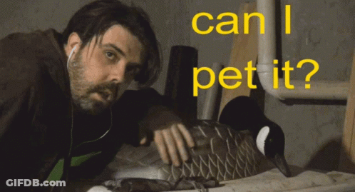 Man With Ear Buds Asking To Pet Goose GIF