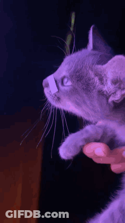 Man With Hands Up White Flag GIF