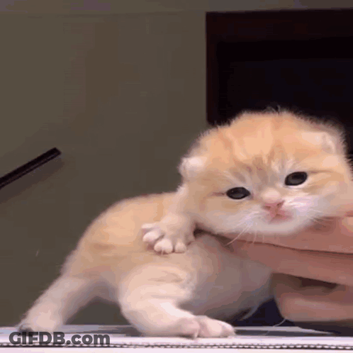 Man With Mustache In Blue Jacket And White Shirt GIF
