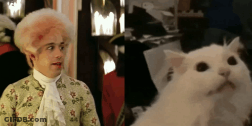 Man With Pink Wig And White Cat With Black Eyes GIF