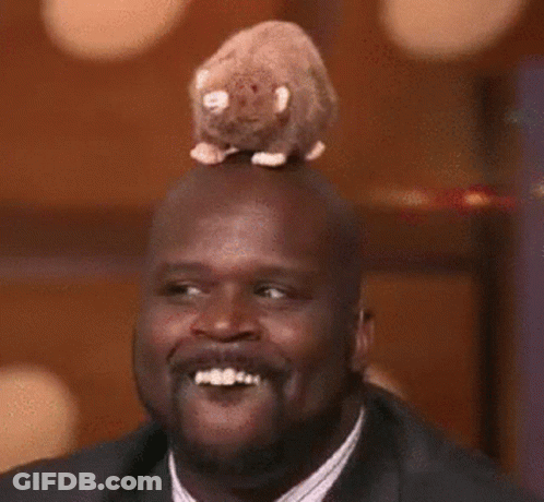 Man With Stuffed Animal On Head Smiling GIF