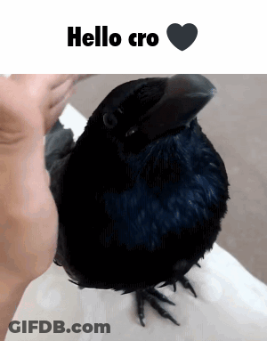 Man With Stuffed Face On Head GIF