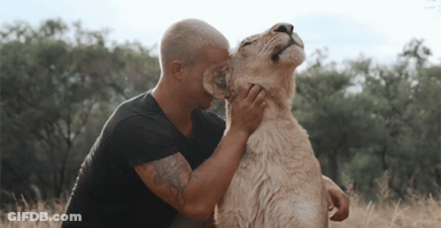 Man With Tattoo Kissing Lioness GIF