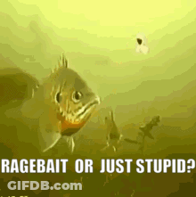 Man With Thought Bubble Of Monkey Lifting Dumbbell Saying 2Iq GIF