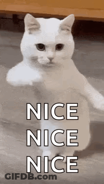 Man With Uhm On Forehead GIF