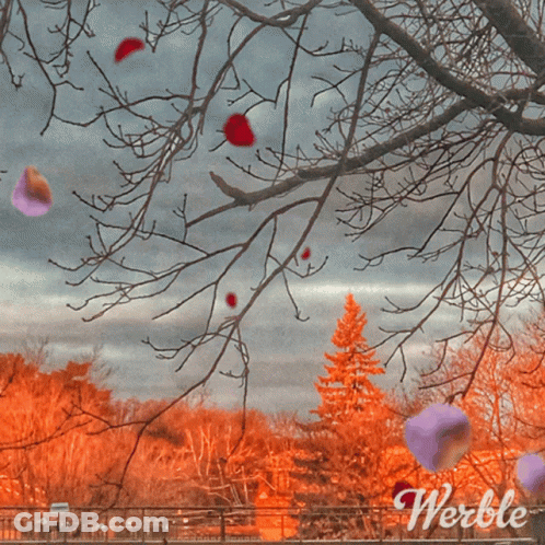 Man With Witch Shirt And Pumpkins GIF