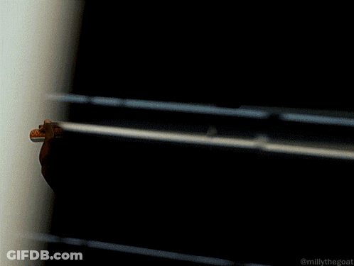 Man Without Shirt Holding Red Object #MillyTheGoat GIF