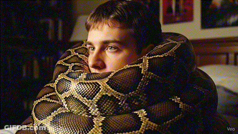 Man Wrapped By Large Snake On Bed GIF