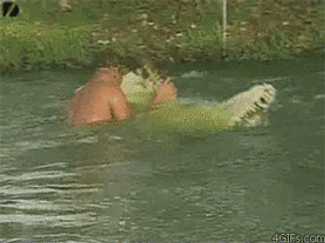 Man Wrestling With Crocodile GIF