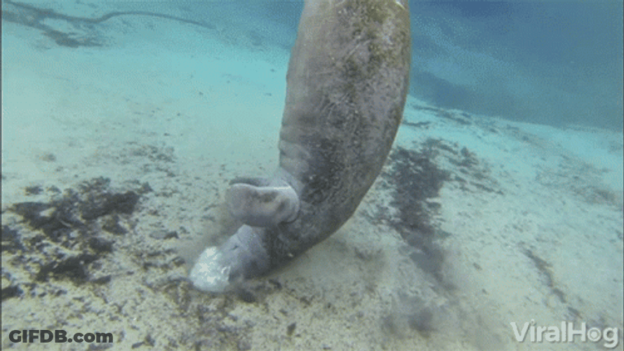 Manatee Blowing Bubbles Under The Sea GIF